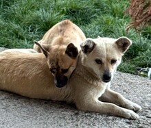 LOU, Hund, Mischlingshund in Rumänien