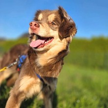 SIEWEL, Hund, Mischlingshund in Hoppegarten