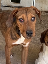 IRIS, Hund, Mischlingshund in Italien