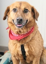 ERNA, Hund, Mischlingshund in Rumänien