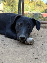 BIBINO, Hund, Mischlingshund in Italien