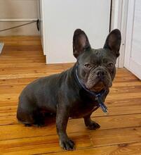 BULYA, Hund, Mischlingshund in Hamburg
