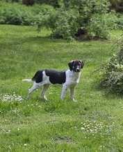 BOWIE, Hund, Mischlingshund in Kall