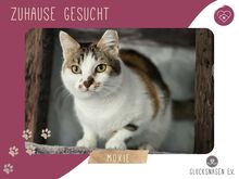 MOXIE, Katze, Europäisch Kurzhaar in Bulgarien