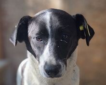 AFRICA, Hund, Mischlingshund in Rumänien
