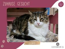 LANDO, Katze, Europäische Langhaarkatze in Bulgarien