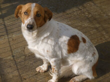 VELLA, Hund, Mischlingshund in Bulgarien