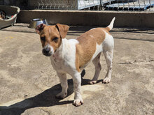 MARVI, Hund, Mischlingshund in Bulgarien