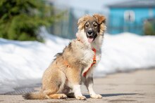 ILYUSHA, Hund, Mischlingshund in Bad Bevensen