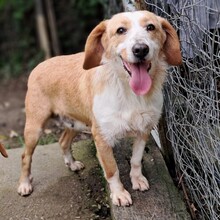 MATA, Hund, Mischlingshund in Griechenland