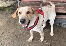 FLORINE, Hund, Pointer-Mix in Kevelaer