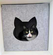 LOOPS, Katze, Europäisch Kurzhaar in Kerpen