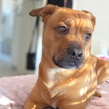 SMOKEY, Hund, Bulldog in Nürnberg
