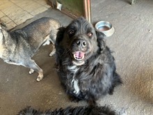 ZOE6, Hund, Mischlingshund in Ungarn