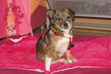 JESSCA, Hund, Mischlingshund in Lauf