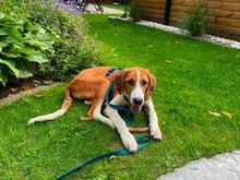 MAGNUM, Hund, Mischlingshund in Berlin