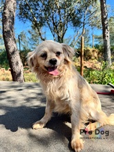 NICO, Hund, Mischlingshund in Seevetal