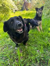 LETY, Hund, Mischlingshund in Bernau