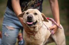 HALINA, Hund, Shar Pei-Mix in Ungarn
