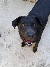 HESTIA, Hund, Shar Pei-Mix in Ungarn