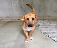 RAVELLA, Hund, Mischlingshund in Rumänien