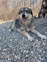 ELIAN, Hund, Mischlingshund in Rumänien