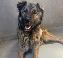 LEIA, Hund, Mischlingshund in Rumänien