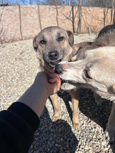 DREANA, Hund, Mischlingshund in Rumänien
