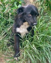 ANTONELLA, Hund, Mischlingshund in Boxberg