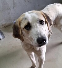 MAPLE, Hund, Mischlingshund in Rumänien