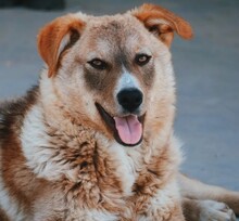 ALLEGRO, Hund, Mischlingshund in Rumänien
