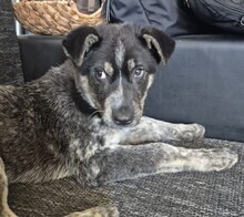 TONI, Hund, Mischlingshund in Rumänien