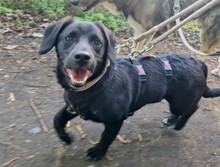BOTIS, Hund, Mischlingshund in Rumänien