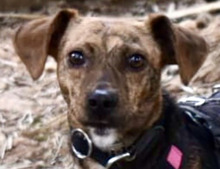 PENELOPE, Hund, Mischlingshund in Italien