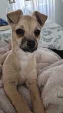 TINA, Hund, Mischling in Spanien
