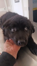 LINUS, Hund, Mischlingshund in Bad Karlshafen