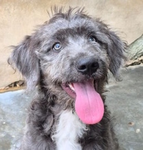 CELESTE, Hund, Mischlingshund in Italien