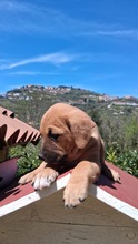 BOO, Hund, Mischlingshund in Italien