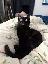 BAKH, Katze, Hauskatze in Zypern