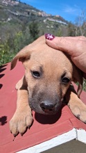 MILO, Hund, Mischlingshund in Italien