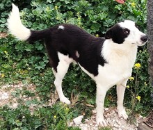 FELIX2, Hund, Mischling in Spanien