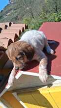 MARIELLA, Hund, Mischlingshund in Italien