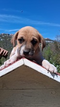 MATTEO, Hund, Mischlingshund in Italien
