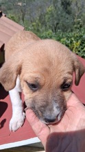 MARCO, Hund, Mischlingshund in Italien