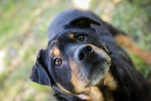 BRONCO, Hund, Mischlingshund in Kroatien