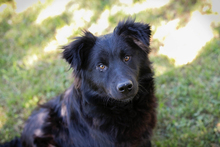 JOSHA, Hund, Mischlingshund in Kroatien
