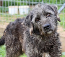 TROY, Hund, Mischlingshund in Griechenland
