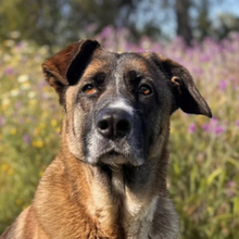 GALA, Hund, Mischlingshund in Spanien
