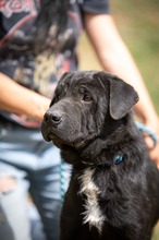 HYRON, Hund, Shar Pei-Mix in Ungarn