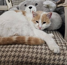 TONY, Katze, Hauskatze in Zypern